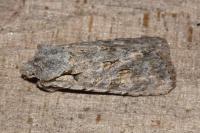 Lithophane ornitopus