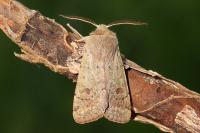 Orthosia cruda