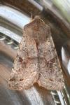 Orthosia incerta