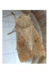 Orthosia cruda