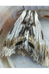 Harpyia milhauseri