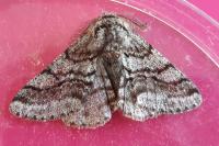 Lycia hirtaria