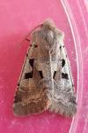 Orthosia gothica