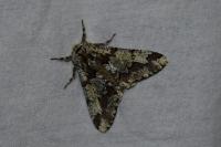 Biston strataria