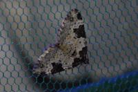 Xanthorhoe fluctuata