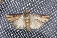 Axylia putris