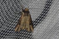 Axylia putris