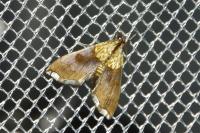 Agrotera nemoralis