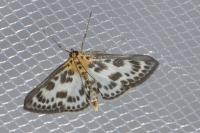 Anania hortulata