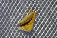 Camptogramma bilineata
