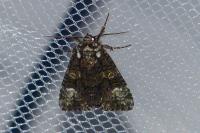 Craniophora ligustri