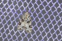 Eudonia delunella