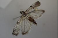 Ephestia welseriella