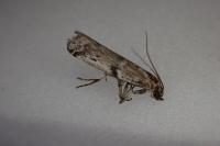 Ephestia welseriella