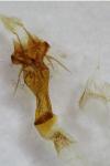 Elegia similella