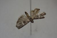 Elegia similella