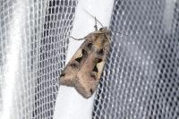 Xestia c-nigrum