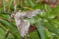 Calliteara pudibunda