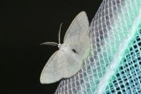 Cabera exanthemata
