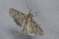 Polia nebulosa