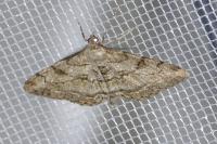 Peribatodes rhomboidaria rhomboidaria