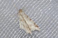 Macaria