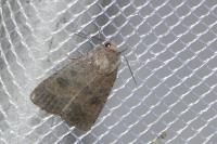 Caradrina morpheus