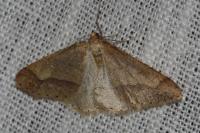 Phigaliohybernia marginaria