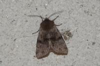 Orthosia incerta