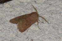 Orthosia cerasi