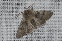 Achlya flavicornis