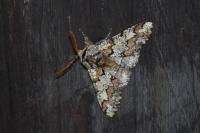 Biston strataria