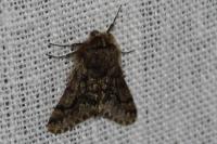Apocheima hispidaria