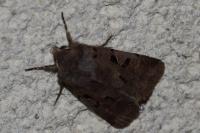 Orthosia gothica