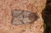 Orthosia incerta