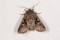 Orthosia gothica