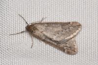 Alsophila aescularia