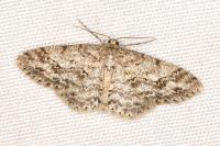 Ectropis crepuscularia