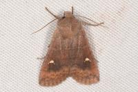 Eupsilia transversa