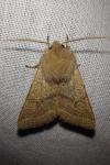 Orthosia cerasi