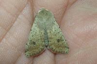 Orthosia cruda