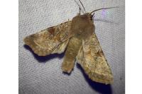 Orthosia incerta