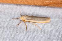 Eilema caniola
