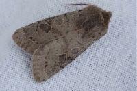 Orthosia populeti