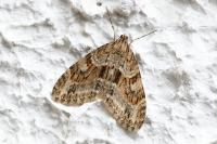 Trichopteryx polycommata