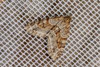 Trichopteryx polycommata
