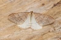 Phigaliohybernia marginaria