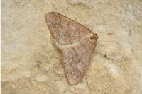 Phigaliohybernia marginaria