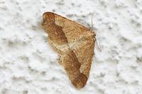 Phigaliohybernia marginaria