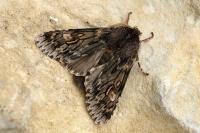 Brachionycha nubeculosa
